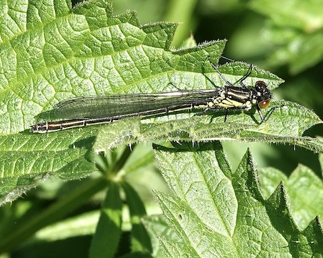 red-eyed damselfly